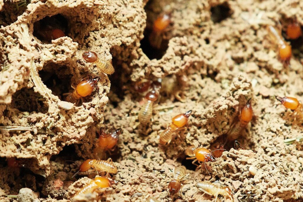termite FAQ