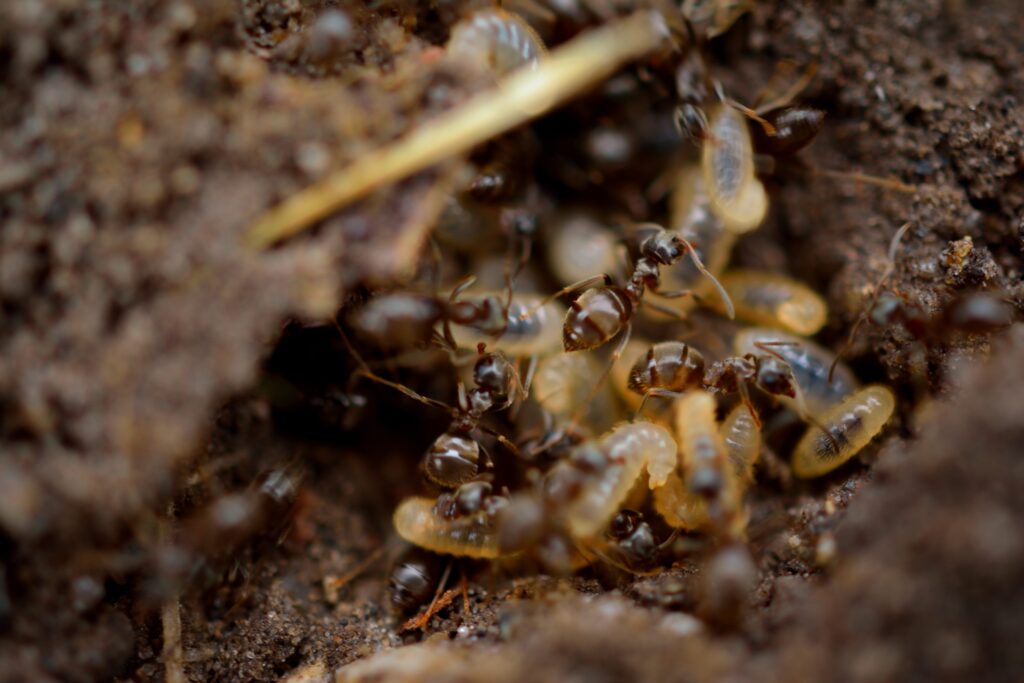 FAQ termites