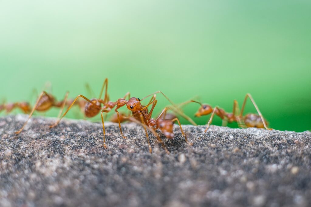 ant pest control