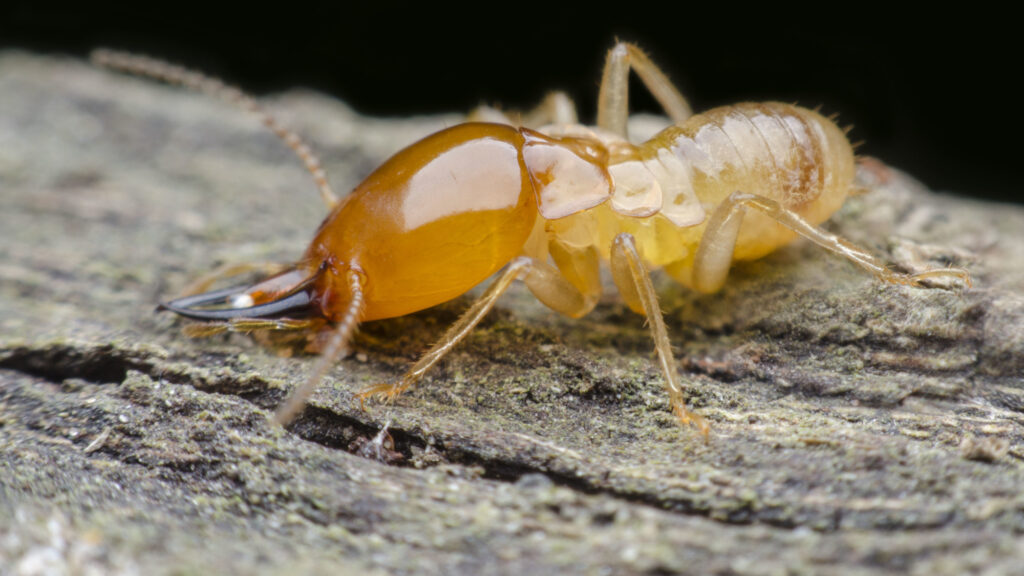 Pre-Construction Termite Treatments